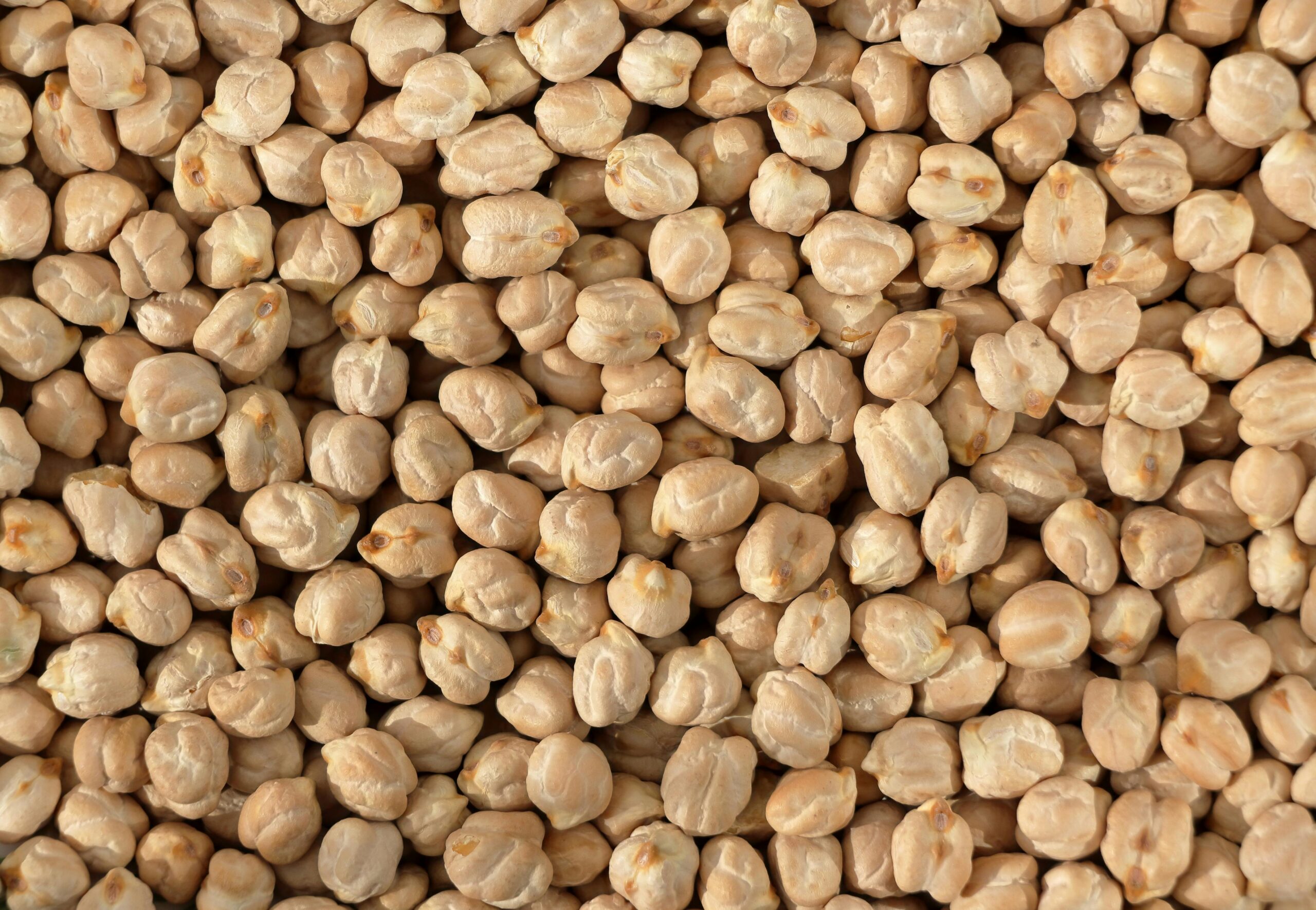 High-resolution close-up of dried chickpeas, ideal for illustrating culinary or nutritional themes.